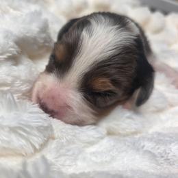 Cash - male Golden Mountain Doodle puppy in Palestine, Texas from KK's Doodle Bunch