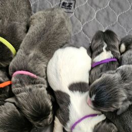 Girl3 - White and gray female Newfoundland puppy in Ohio from Vermillion Newfoundlands