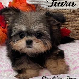 Tiara - Sable female Mi-Ki puppy in Middleburg, Florida from Elegant Tiny Paws