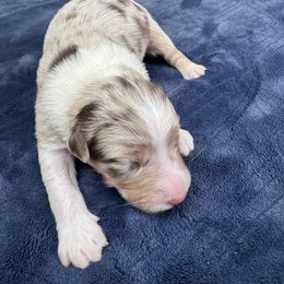 Girl 2 - Red merle female Australian Shepherd puppy in Wrightstown, New Jersey from Hartzland Farm Australian Shepherds
