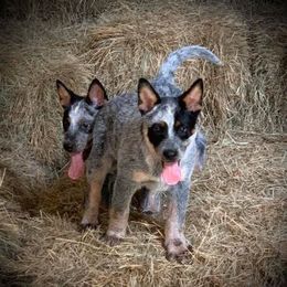 Australian Cattle Dog Puppies from Star Ranch