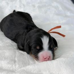 Star orange collar - Tri-color female Bernedoodle puppy in Boynton Beach, Florida from Lolli’s Bernedoodles