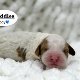 Puddles - Parti male Goldendoodle puppy in Jackson, Mississippi from T.M. Poodles & Doodles