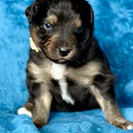 Tan collar - Black tri male Miniature Australian Shepherd puppy in 32046, Florida from River Hill Ranch