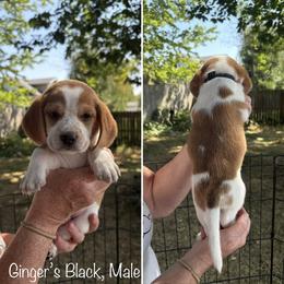 Ginger's Black  - Reserved - Red black and white male Beagle puppy in Brownsville, Oregon from Beagles on the Run