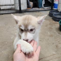 Siberian Husky Puppies from Spirit of the Moon Siberians