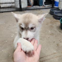 Siberian Husky Puppies from Spirit of the Moon Siberians