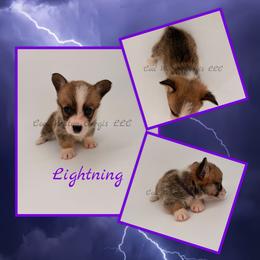 Lightning - Red female Pembroke Welsh Corgi puppy in Kiowa, Colorado from Cool Water Corgis LLC