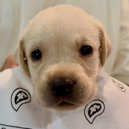 White - Yellow female Labrador Retriever puppy in Palm Beach County, Florida from Robin's Labrador Retrievers