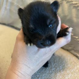 Pomsky Puppies from Pomsky Hills