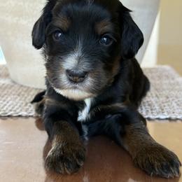 Squash - Tri-color male Bernedoodle puppy in Yuciapa, California from AlltheDoodlez_