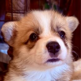 Jones - Red male Pembroke Welsh Corgi puppy in Inola, Oklahoma from Pine Lane Pembrokes