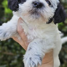 Goldendoodle, Old English Sheepdog, Poodle, Schnoodle, and Sheepadoodle Puppies from For the LOVE of Poodles and Doodles