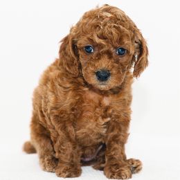 Zoey - Red  female Goldendoodle puppy in Slc, Utah from Timp Doodles
