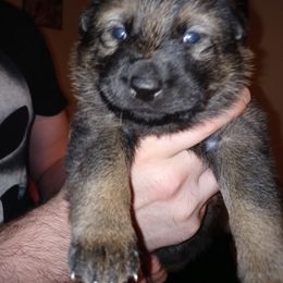 German Shepherd Puppies from Rammstein Kennels