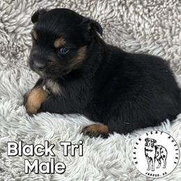Umberto - Black tri male Miniature Australian Shepherd puppy in Jaroso, Colorado from Heaven Sent Aussies