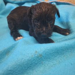 Danny - Black male Miniature Schnauzer puppy in Warrenville, South Carolina from All Paws Pet Resort