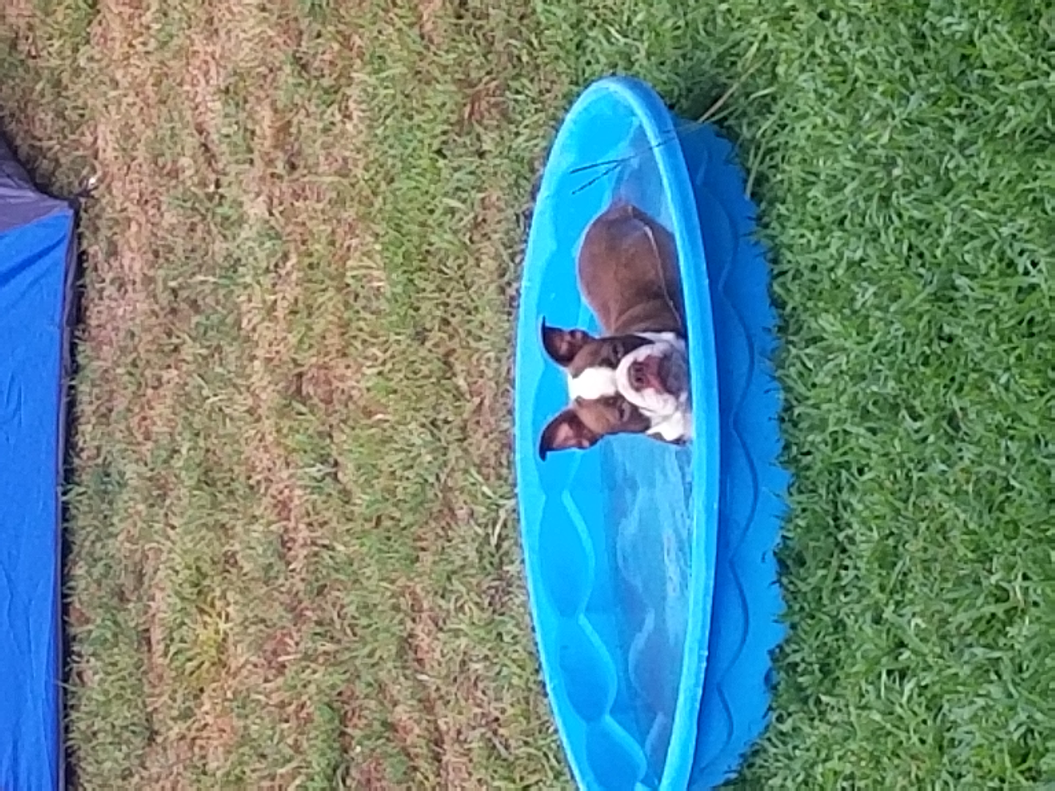 Reba - Boston Terrier