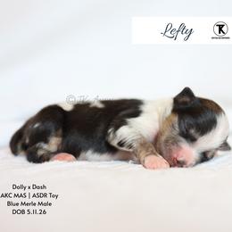 Lefty- BMM3 - Blue merle male Toy Australian Shepherd puppy in Nacogdoches, Texas from TK Standard, Mini, & Toy Aussies