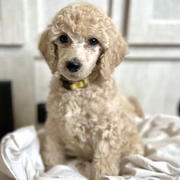 Yellow Collar - Cream Poodle puppy in Melbourne, Florida from A&J Poodles