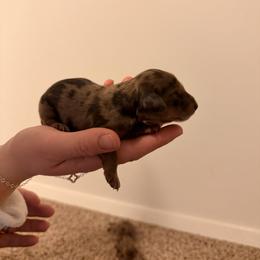 Dachshund Puppies from Fogle Kennels Training Center
