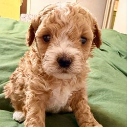 Girl 1 - Phantom female Poodle puppy in Joshua, Texas from 3 Gun Retrievers