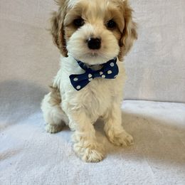 Grover - Red and white male Cockapoo puppy in Adrian, Oregon from ApplebyFarm