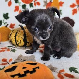 Pixie - Blue and white female Chihuahua puppy in Plainfield, Indiana from Abby's Pampered Pooches