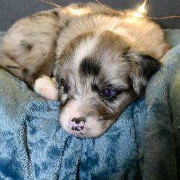 Lady Rose McClare - Blue merle female Miniature American Shepherd puppy in Damascus, Oregon from Rebel Soul Minis