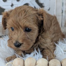 King - Male 2 - Red male Havapoo puppy in Burlington, Iowa from River View Puppies