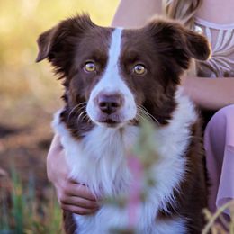 Rattler - Miniature Australian Shepherd