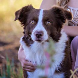 Rattler - Miniature Australian Shepherd