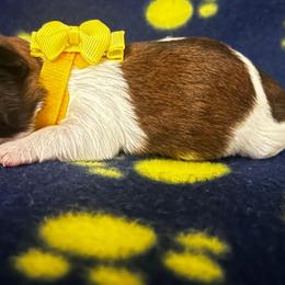 Bella - Tricolor female Shih Tzu puppy in Sebring, Florida from Amarilys ShihTzus & Poodles