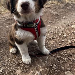 Australian Shepherd and Miniature American Shepherd Puppies from Alolan Angel Aussies