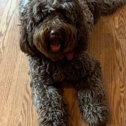 Josie  - Australian Labradoodle