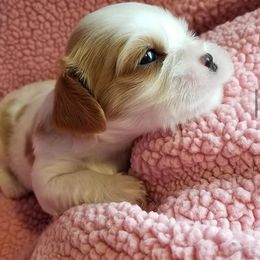 Cavalier King Charles Spaniel Puppies from Royal Flush Cavaliers