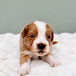 John B - Red  male Goldendoodle puppy in Springfield, Ohio from Dawson & Daryn's Royal Companions