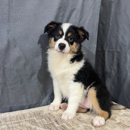 Wanda - Black tri female Miniature American Shepherd puppy in Clinton, Missouri from Mockingbirds American Minis