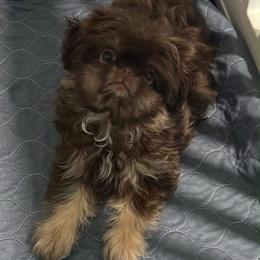 Monkey Boy - Chocolate and tan male Shih Tzu puppy in Scottsdale, Arizona from 🌗 New Moon Shih Tzu 🌗