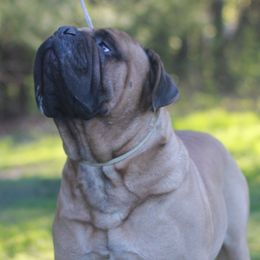 Bullmastiffs from Hamilton's Top Bull Bullmastiffs