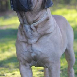 Bullmastiffs from Hamilton's Top Bull Bullmastiffs