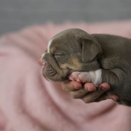 Bulldog Puppies from Bougie Bullies & Birds LLC