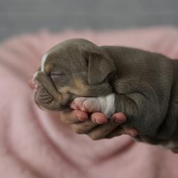 Bulldog Puppies from Bougie Bullies & Birds LLC