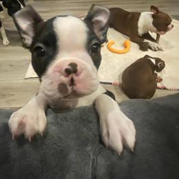 Sullivan 'Sully' - Black and white male Boston Terrier puppy in Murrells Inlet, South Carolina from Inlet Boston Terriers