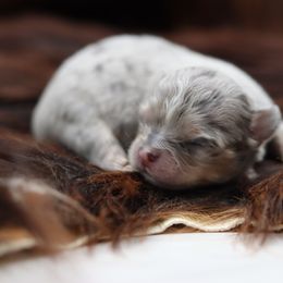 Wells - Merle male Chihuahua puppy in Tulsa, Oklahoma from H-3 Chihuahuas