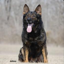 German Shepherd puppies from Vom Haus Bella GSD’s