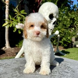 Boy 1 - Parti male Poodle puppy in San Diego, California from Goldendoodles & Poodles of San Diego