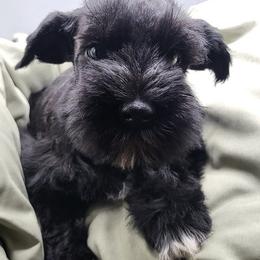 Clover - Black male Giant Schnauzer puppy in Saratoga Springs, Utah from Happy Beard Schnauzers