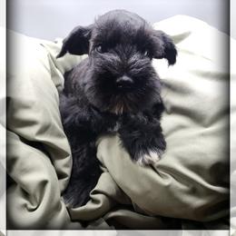 Clover - Black male Giant Schnauzer puppy in Saratoga Springs, Utah from Happy Beard Schnauzers