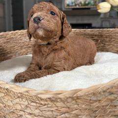 Black Collar - Red male Irish Doodle puppy in Indiahoma, Oklahoma from Farm Fresh Doodles